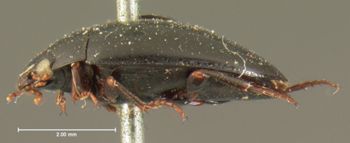 Media type: image;   Entomology 6072 Aspect: habitus lateral view